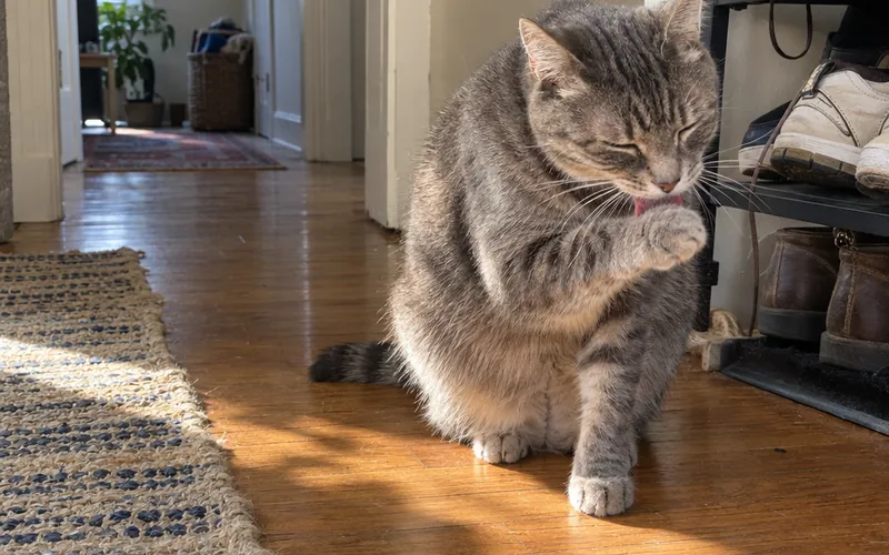 Gray tabby cat licking its front paw on a wooden floor